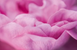 Dior: The Quest For Essences