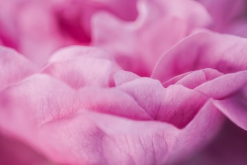 Dior: The Quest For Essences