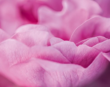 Dior: The Quest For Essences