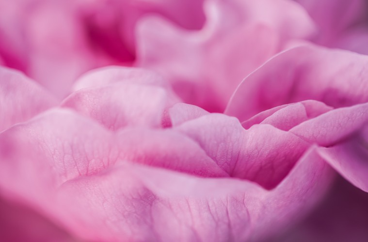 Dior: The Quest For Essences